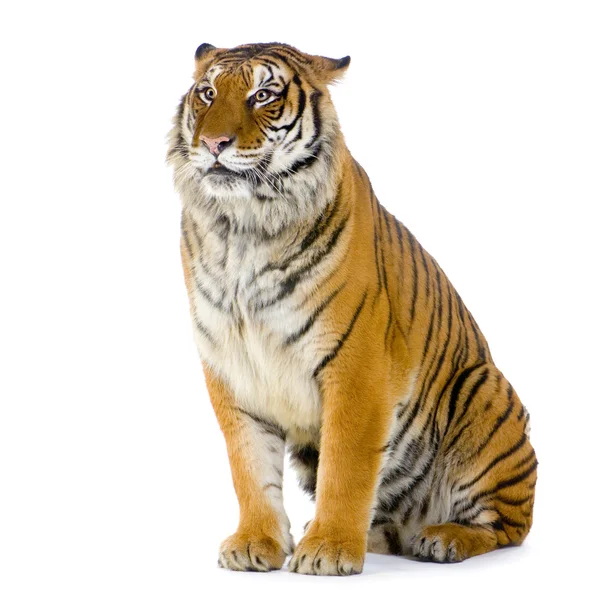 Siedzi tygrys — Zdjęcie stockowe