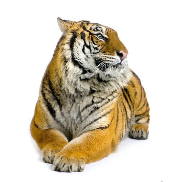 Tigre couché — Photo