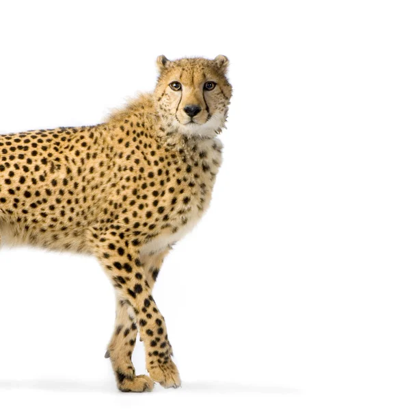 Cheetah andando — Fotografia de Stock
