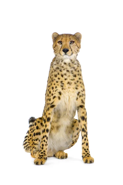 Cheetah zitten — Stockfoto