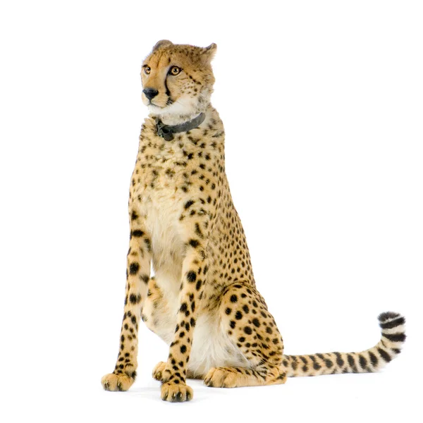 Гепард сидит — стоковое фото