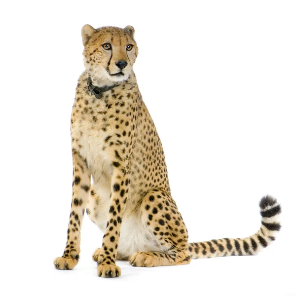 Гепард сидит — стоковое фото
