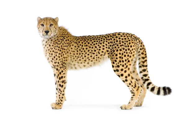Cheetah de pé — Fotografia de Stock