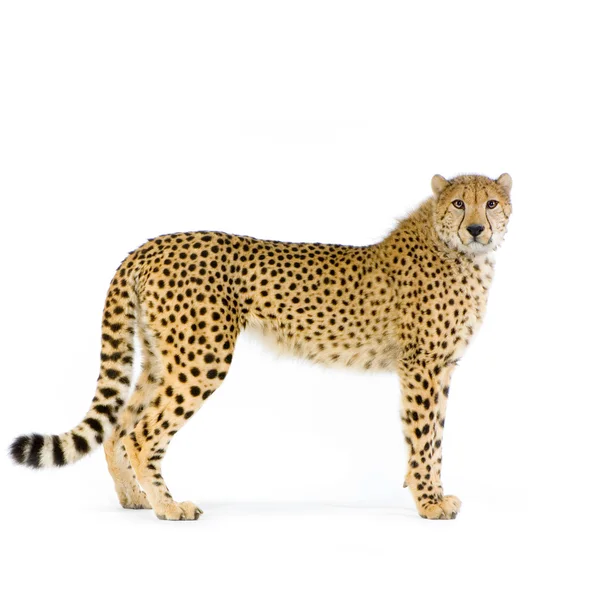 Cheetah opstaan — Stockfoto