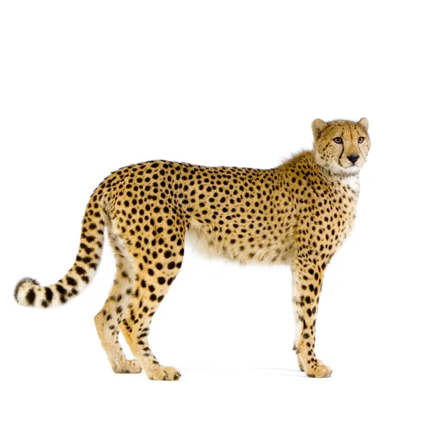 Cheetah de pé — Fotografia de Stock