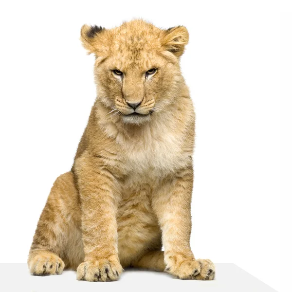 Lion Cub seduto — Foto Stock