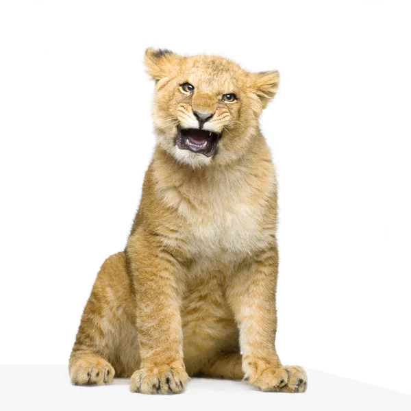 Lejon unge sitter — Stockfoto