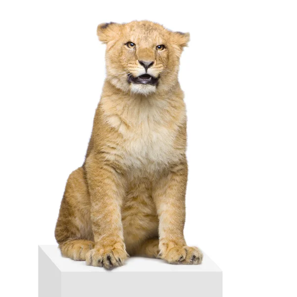 Lion Cub sitting — Stock Photo, Image