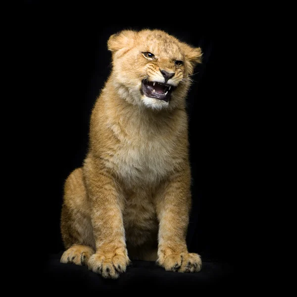 stock image Lion Cub sitting