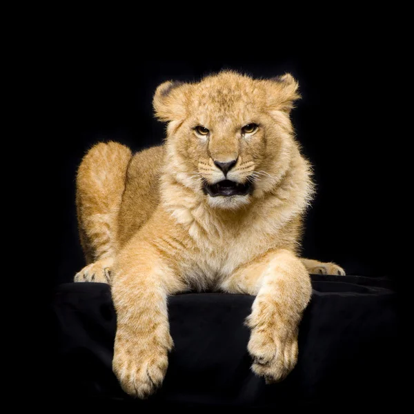 Cachorro león acostado —  Fotos de Stock