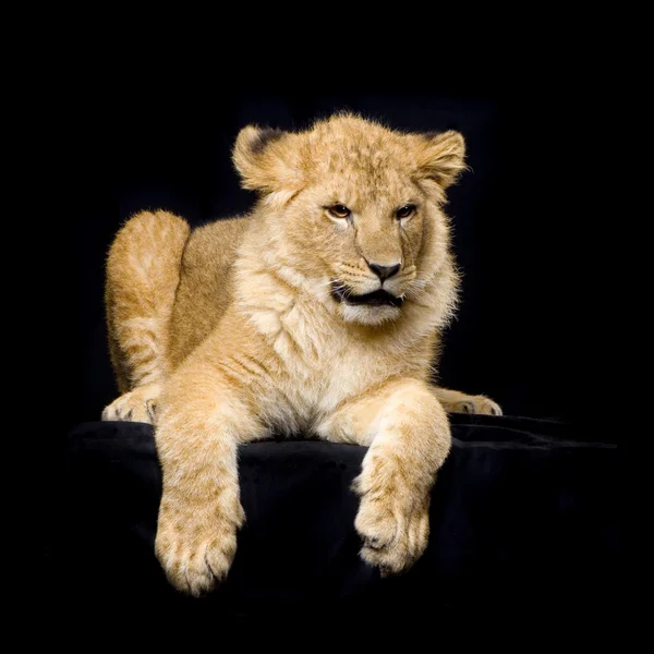 Löwenjunges im Liegen — Stockfoto