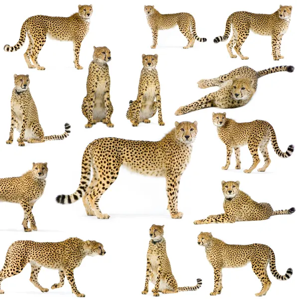 Catorce guepardos — Foto de Stock