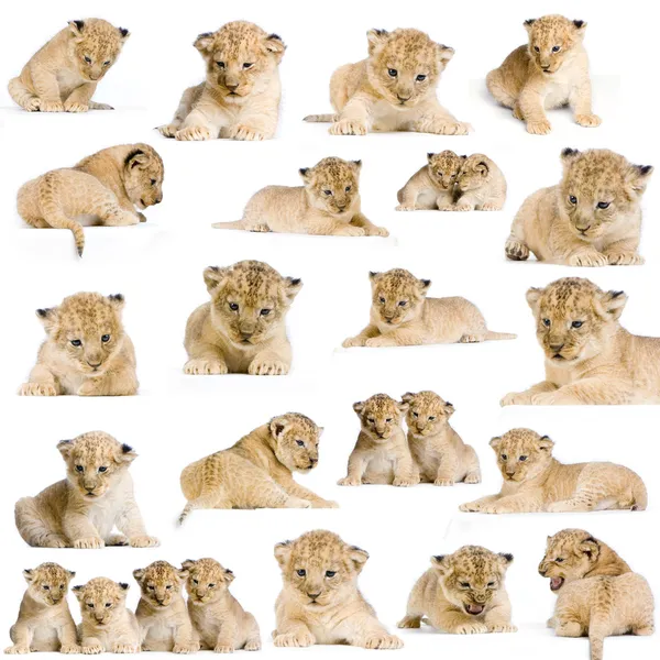 20 Lion Cubs — Stock Photo, Image