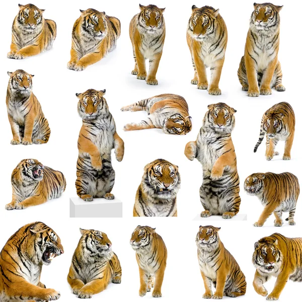 18 тигров — стоковое фото