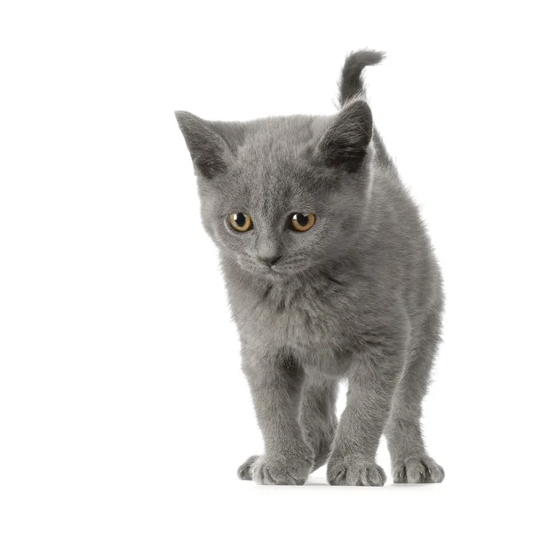 Chartreux Kitten — Stockfoto