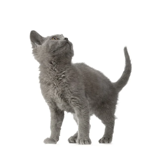 Chartreux yavru kedi — Stok fotoğraf