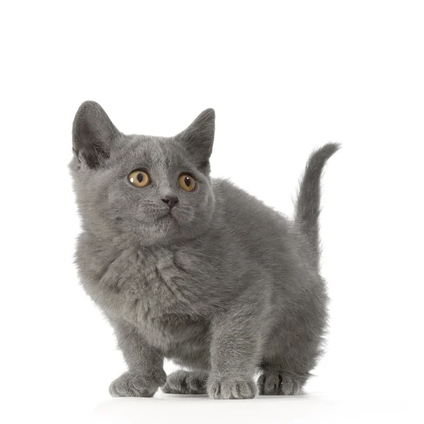 Chartreux gatito —  Fotos de Stock