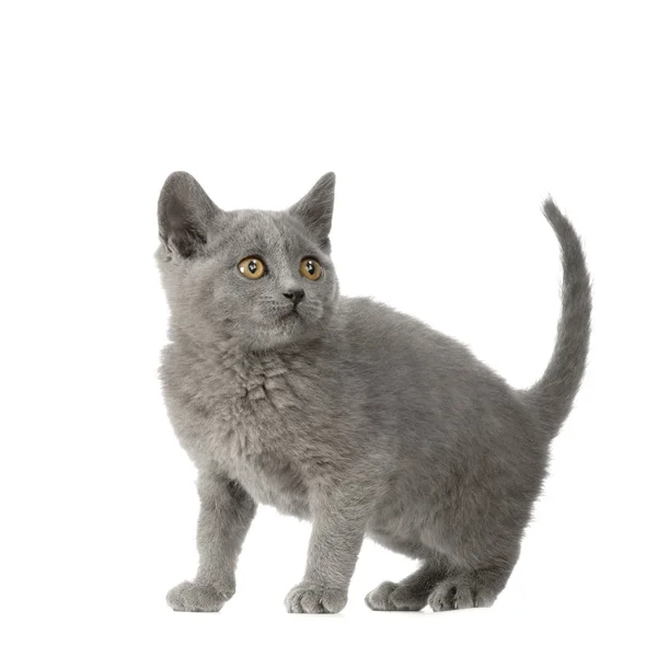 Chartreux 고양이 — 스톡 사진
