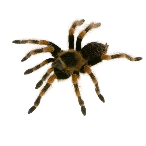 Mexican redknee tarantula — Stock Photo, Image