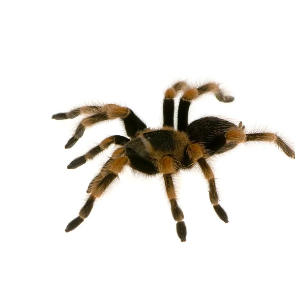 Mexicaanse redknee tarantula — Stockfoto