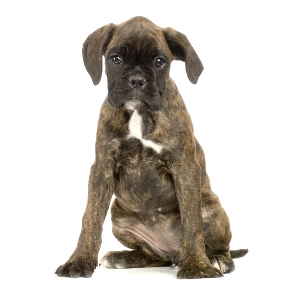 Puppy Boxer — Stock Photo, Image