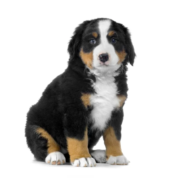 stock image Puppy Bernese mountain dog