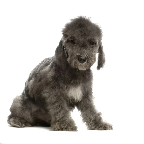Bedlington Terrier — Zdjęcie stockowe