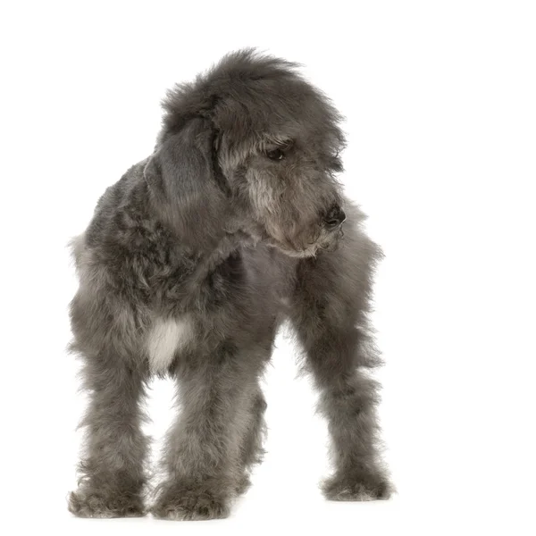 Bedlington Terrier — Stok fotoğraf