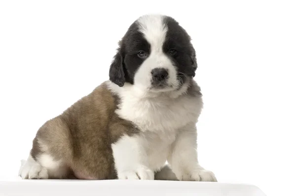 Puppy Saint Bernard — Stockfoto