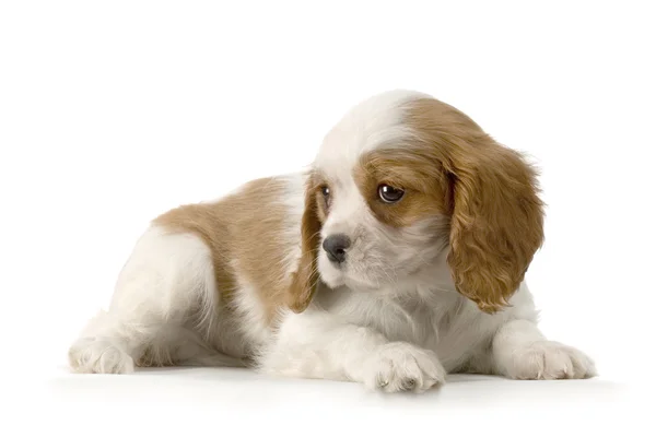 Cavalier King Charles Spaniel puppy — Stockfoto