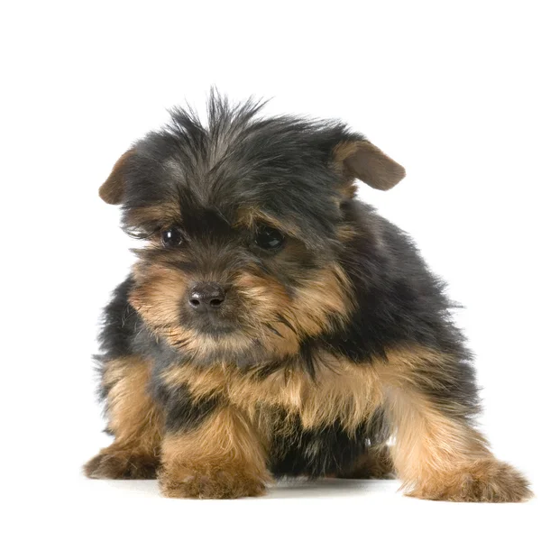 Puppy yorkshire-i terrier — Stock Fotó