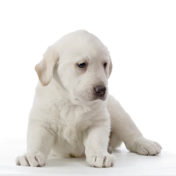 Labrador retriever kremi — Stok fotoğraf