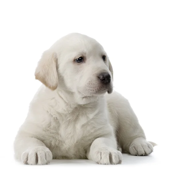 Labrador retriever cream — Stock Photo, Image