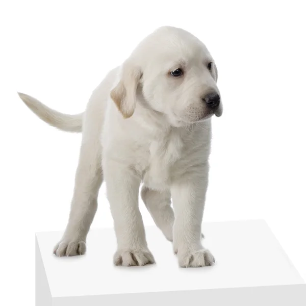 Labrador retriever crema — Foto de Stock
