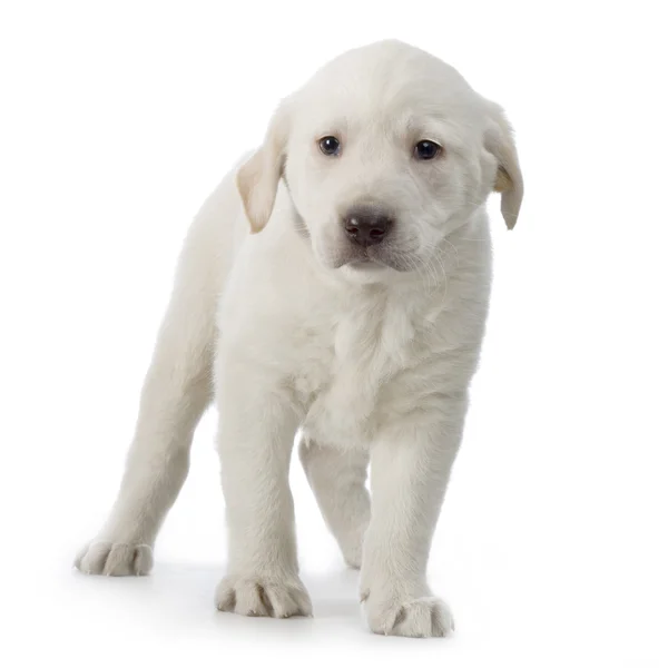 Labrador retriever crema — Fotografie, imagine de stoc