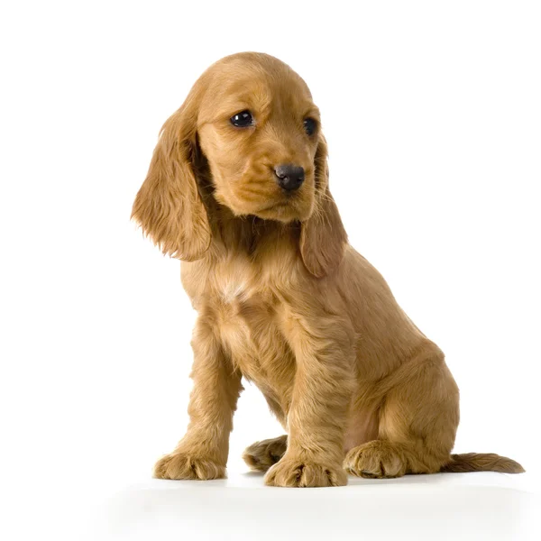 İngiliz cocker spaniel köpek yavrusu — Stok fotoğraf
