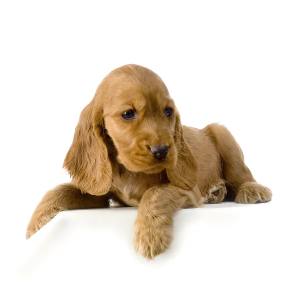 영어 코 커 발 바리 강아지 — 스톡 사진