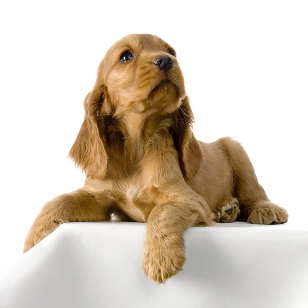 英国可卡犬的小狗 — 图库照片