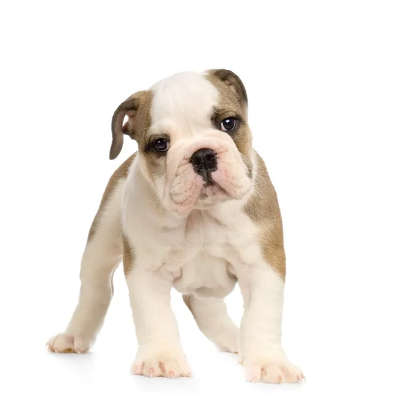 Engels bulldog pup — Stockfoto