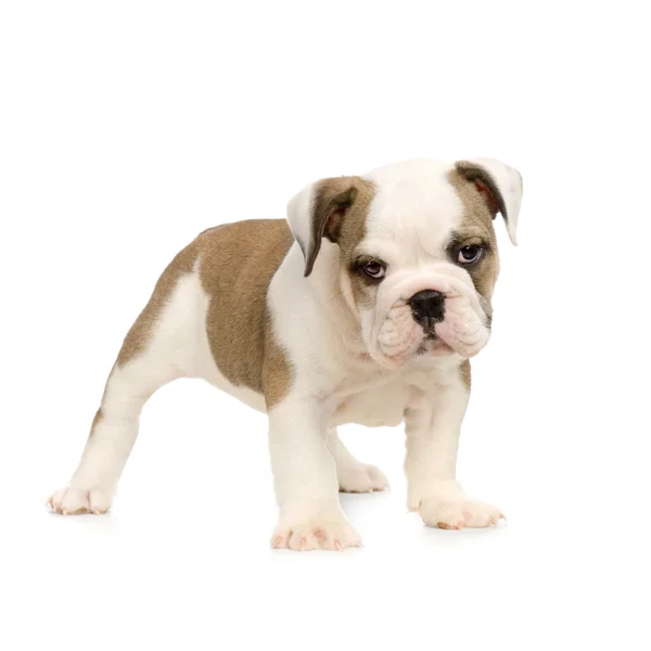Cachorrinho inglês Bulldog — Fotografia de Stock