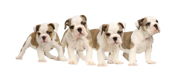 English bulldog puppies — Stock Photo, Image