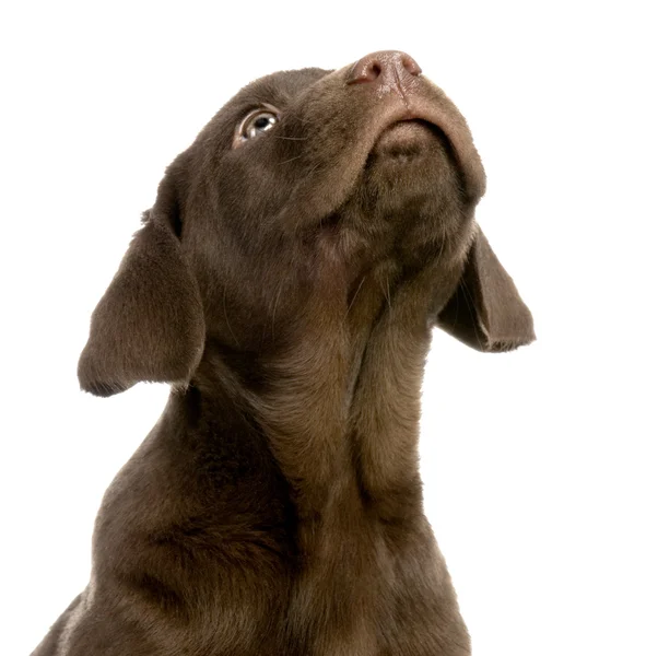 Retriever de Labrador chocolate — Fotografia de Stock