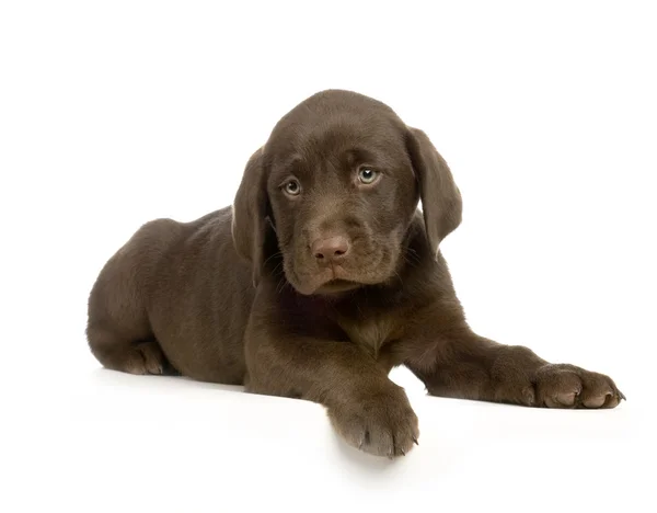 Labrador retriever çikolata — Stok fotoğraf
