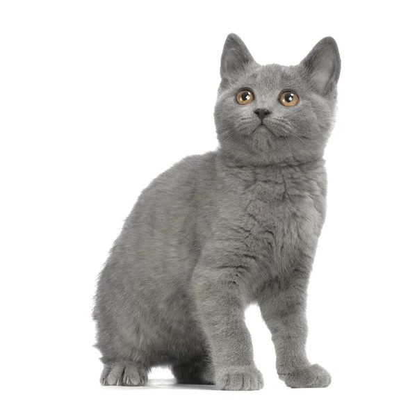 Chartreux Kitten — Stock Photo, Image