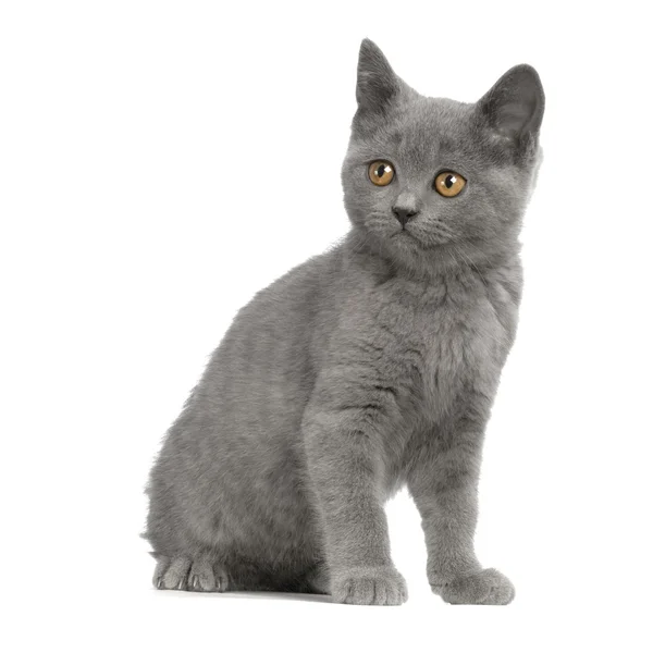 Chartreux kotě — Stock fotografie