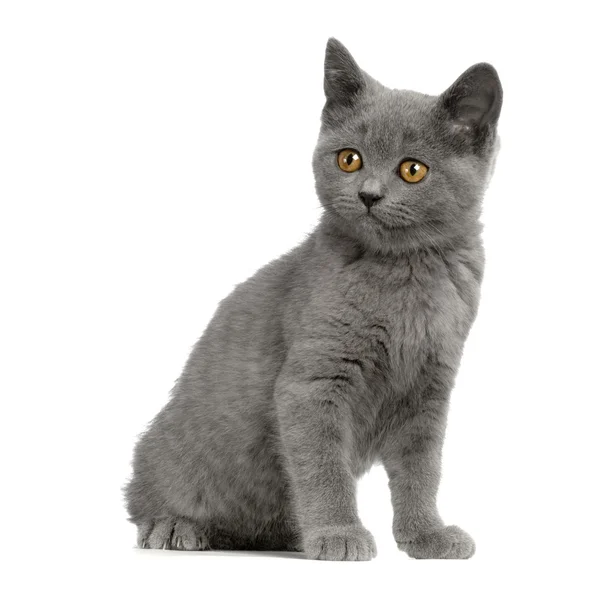Chartreux kot — Zdjęcie stockowe