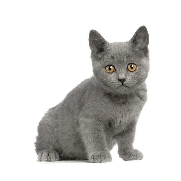 Chartreux yavru kedi — Stok fotoğraf