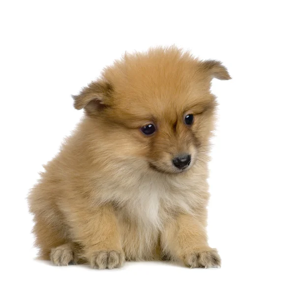 Spitz köpek yavrusu — Stok fotoğraf