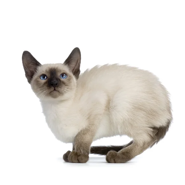 Kitten Siamese — Stock Photo, Image