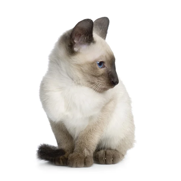 Kitten Siamese — Stockfoto